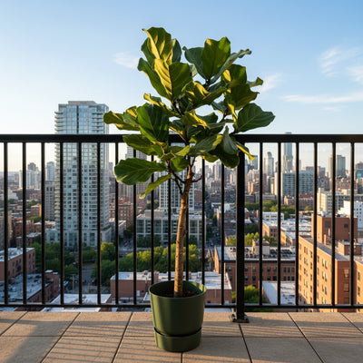 Ficus Lyrata Geigenfeige 160cm inkl. grüner Elho Topf Ø30cm