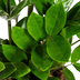 ZZ Pflanze (Zamioculcas Zamiifolia) Ø17cm, 40-50cm - pflegeleicht & robust Bild 4