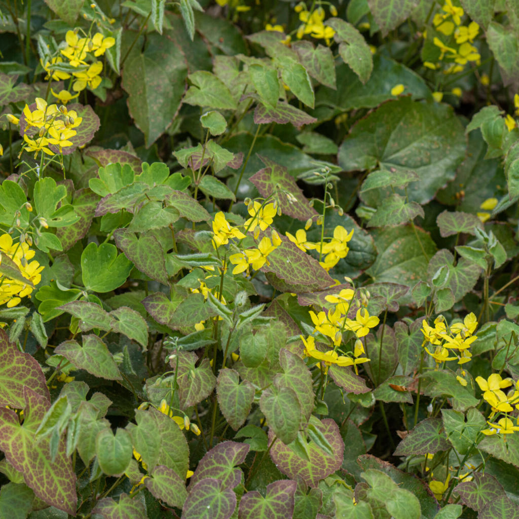 24x Epimedium perralc. 'Frohnleiten' - ↕10-25cm - Ø9cm