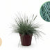 GreenboutiQ Ziergras Festuca glauca Intense Blue, 4 Pflanzen Bild 1
