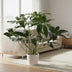 Philodendron Green Wonder 100cm - ø24cm Pot Bild 3