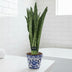 Sansevieria Spearmint, Grünpflanze im 14cm Topf, 55cm hoch Bild 3