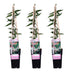 3x Lonicera Henryi 'Copper Beauty' Climbing Plant - 65cm Bild 1