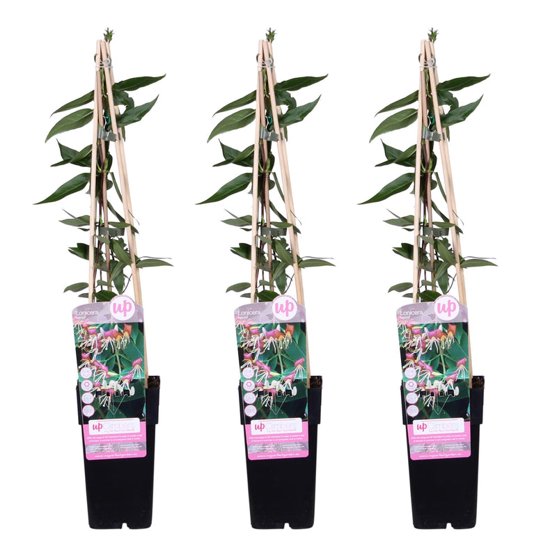 3x Lonicera Henryi 'Copper Beauty' Climbing Plant - 65cm
