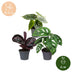3er Baby Jungle Mix: Tropische Vielfalt im 6cm Topf Bild 5