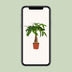 Pachira Aquatica Tree, Ø12cm pot, 35cm high Bild 5