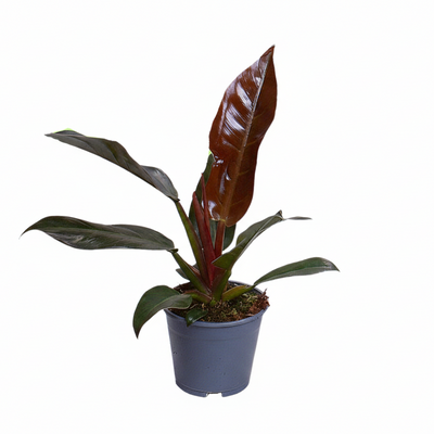 Philodendron Imperial Red - Samtige Blätter, burgunderrot, Ø14cm, ↕35cm