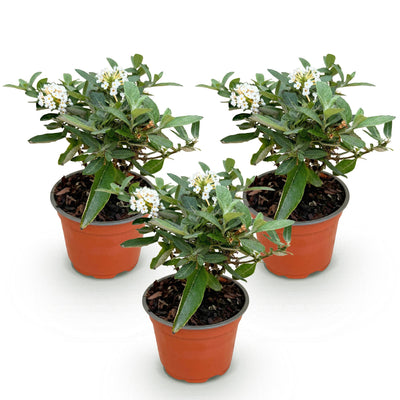 Buddleja 'Little White' - Schmetterlingsstrauch, 3 Pflanzen im 12cm Topf