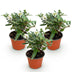 Buddleja 'Little White' - Butterfly Bush, 3 plants in a 12cm pot Bild 2