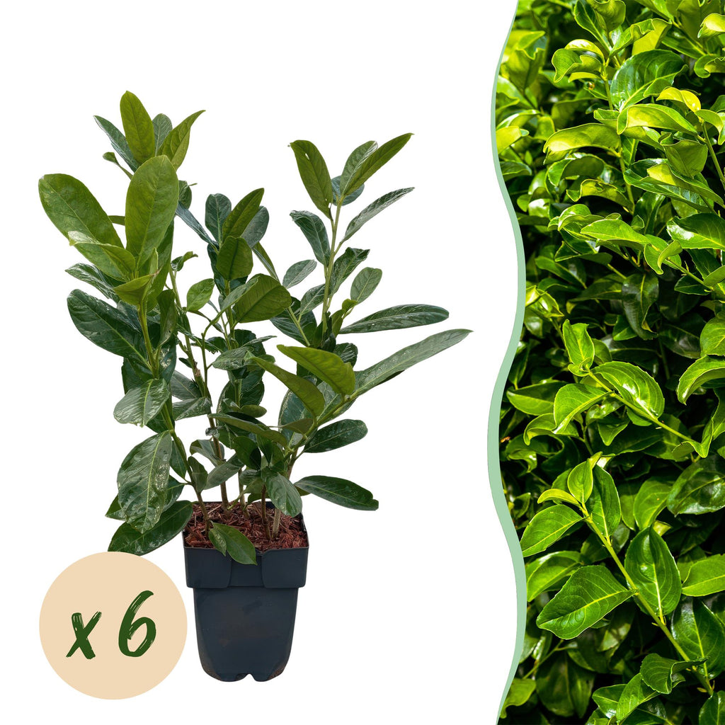 GreenboutiQ - Heckenpflanzen - Prunus laurocerasus Rotundifolia - Blatt grün - 6 Pflanzen - 1 laufender Meter - immergrün - Topf 17cm Höhe 50cm