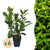 GreenboutiQ: 6x Kirschlorbeer Rotundifolia, Heckenpflanzen, Immergrün Bild 1
