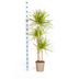 Dracaena Marginata Sunray: Tropische Schönheit im Korb Ø24cm (130-150cm) Bild 2