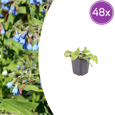 48x Beinwell 'Wisley Blue' - 10-25cm - Ø9cm