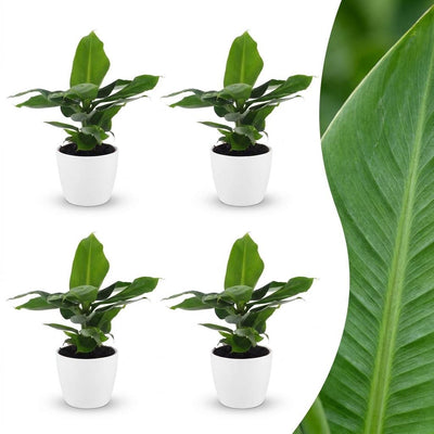 Green boutiQ - Musa Oriental Dwarf - Oriental Dwarf Banana - 4 Plants - with White Pot - Pot 12cm - Height - 30cm
