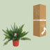 Asparagus 'D. Meyers' - Farn mit Federlaub (Ø27cm, ↕60cm) Bild 5