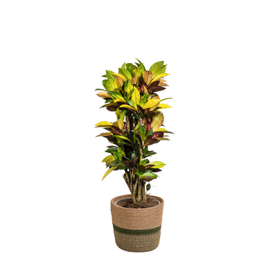 Codiaeum 'Croton' Iceton mit Korb Ø24cm - ↕80-100cm