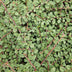 48x Cotoneaster 'Queen of Carpets' Bodendecker 10-25cm Bild 6