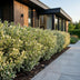 Green boutiQ - 40x Ilex crenata Covenxa - Japanische Stechpalme - Heckenpflanzen - Immergrün - Grün - Topf 9cm - Höhe 20-30cm Bild 7