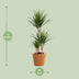 Dracaena Marginata (Ø21cm, ↕95cm) - Exotic Houseplant Bild 2