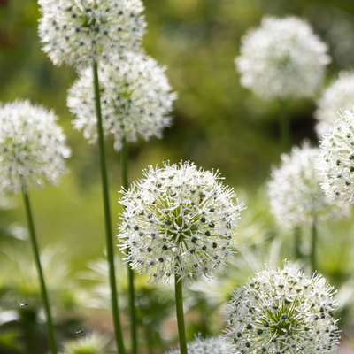 Allium White Giant (5 Stück) – Weiße Riesen-Zwiebelblumen