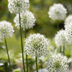 Allium White Giant (5 Stück) – Weiße Riesen-Zwiebelblumen Bild 1