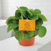 Peperomia Rana Verde: Elegant & pflegeleicht für Ihr Zuhause Bild 3