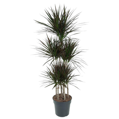 Dracaena Magenta Carrousel, 150cm, Topf Ø31cm