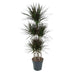 Dracaena Magenta Carrousel, 150cm, Topf Ø31cm Bild 1