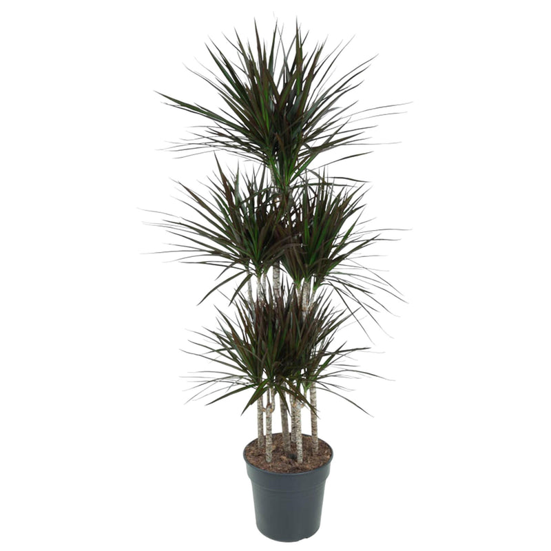 Dracaena Magenta Carrousel, 150cm, Topf Ø31cm