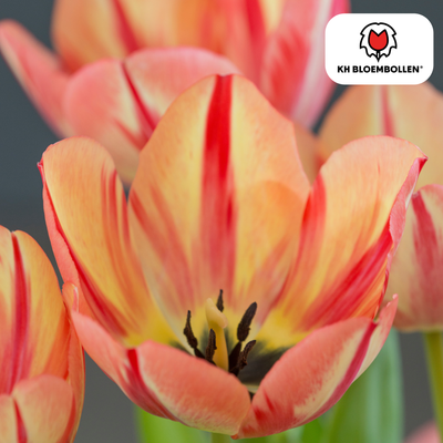 Spring Break Tulpenzwiebeln – 20 Stück | KH Bloembollen® | Rot-Orange Tulpen