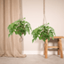 Kokodama Monstera Minima Hanging - 2 Plants Ø15cm, ↕25cm Bild 5