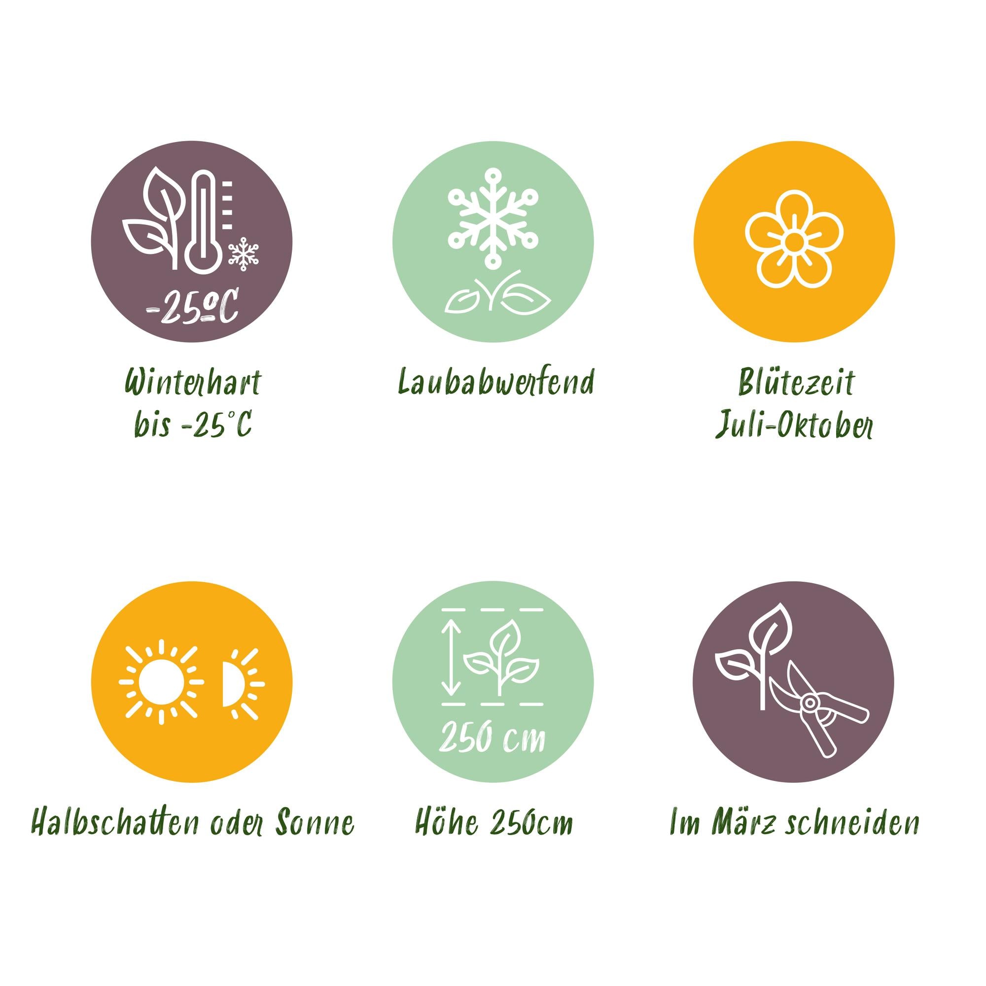 GreenboutiQ - Rispenhortensie - Hydrangea panniculata Limelight - Blüte Creme Weiß - 3 Pflanzen - 1 m2 - Laubabwerfend - Große Blüten - Topf 17cm Höhe 50cm