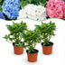 Green boutiQ - Garden Plant - Hydrangea macrophylla Tricolour - Hydrangea - Winter-Hardy - Pink-Blue-White - 3 Plants - Pot 12cm - Height 20-30cm Bild 1