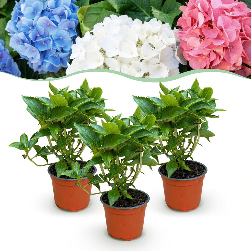 Green boutiQ - Garden Plant - Hydrangea macrophylla Tricolour - Hydrangea - Winter-Hardy - Pink-Blue-White - 3 Plants - Pot 12cm - Height 20-30cm