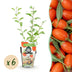 Goji-Beere: 6 winterharte Pflanzen für Ihren Garten & Balkon Bild 1