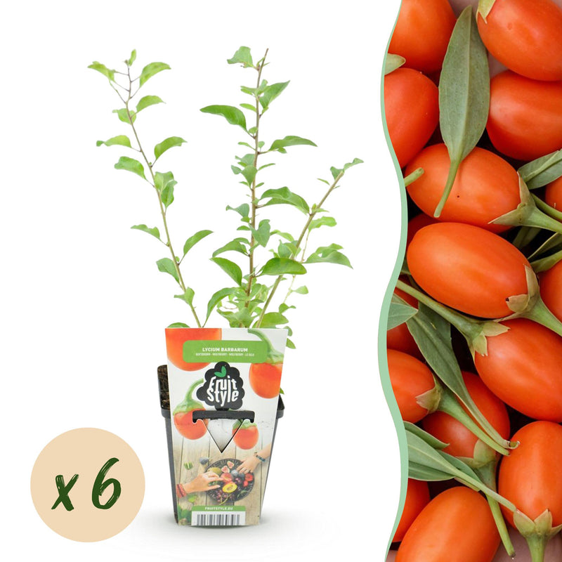 Goji-Beere: 6 winterharte Pflanzen für Ihren Garten & Balkon
