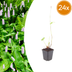 24x Persicaria a. 'Alba' - Perennial with white flower spikes Bild 1