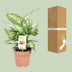Dieffenbachia Compacta Ø17cm - ↕45cm - Decorative Houseplant Bild 4