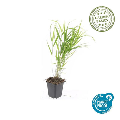 60x Hakonechloa macra - ↕10-25cm - Ø9cm