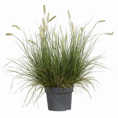 Pennisetum alopecuroides 'Hameln' - Ziergras im 19cm Topf, 40cm hoch