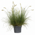 Pennisetum alopecuroides 'Hameln' - Ziergras im 19cm Topf, 40cm hoch Bild 2