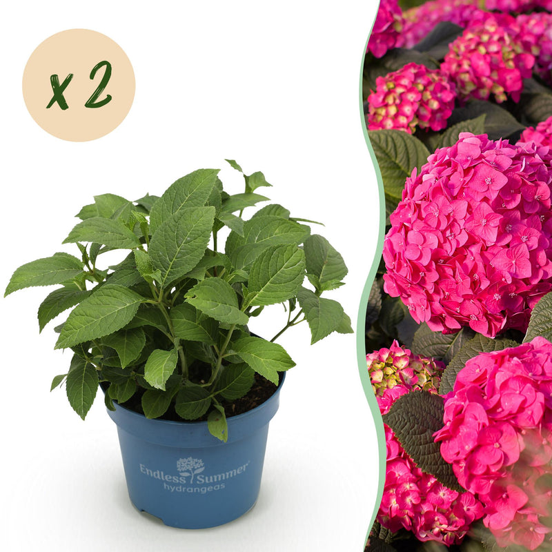 Hydrangea Endless Summer Summer Love Red - 2 plants in 14cm pot