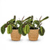 Green boutiQ: Maranta Fascinator Tricolour, Prayer Plant, 2 Plants, Basket Bild 2