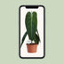 Philodendron Melanochrysum im Ø21cm Topf, 75cm hoch Bild 5