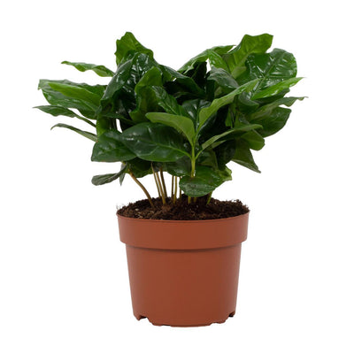 Arabica Kaffeepflanze im 12cm Topf - Ø12cm - ↕22cm