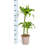 Dracaena Deremensis Dorado Ø19cm - ↕70 - 90cm Bild 5