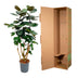 Polyscias Fabian, 130 cm, Ø27 – Easy-care Houseplant with Splendid Foliage Bild 3