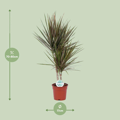 Dracaena Bicolor (Drachenbaum) - Ø17cm, ↕75cm