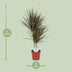 Dracaena Bicolor (Drachenbaum) - Ø17cm, ↕75cm Bild 2