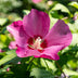 Hibiskus syriacus 'Woodbridge' - Rosa Blüte, pflegeleichter Strauch Bild 5